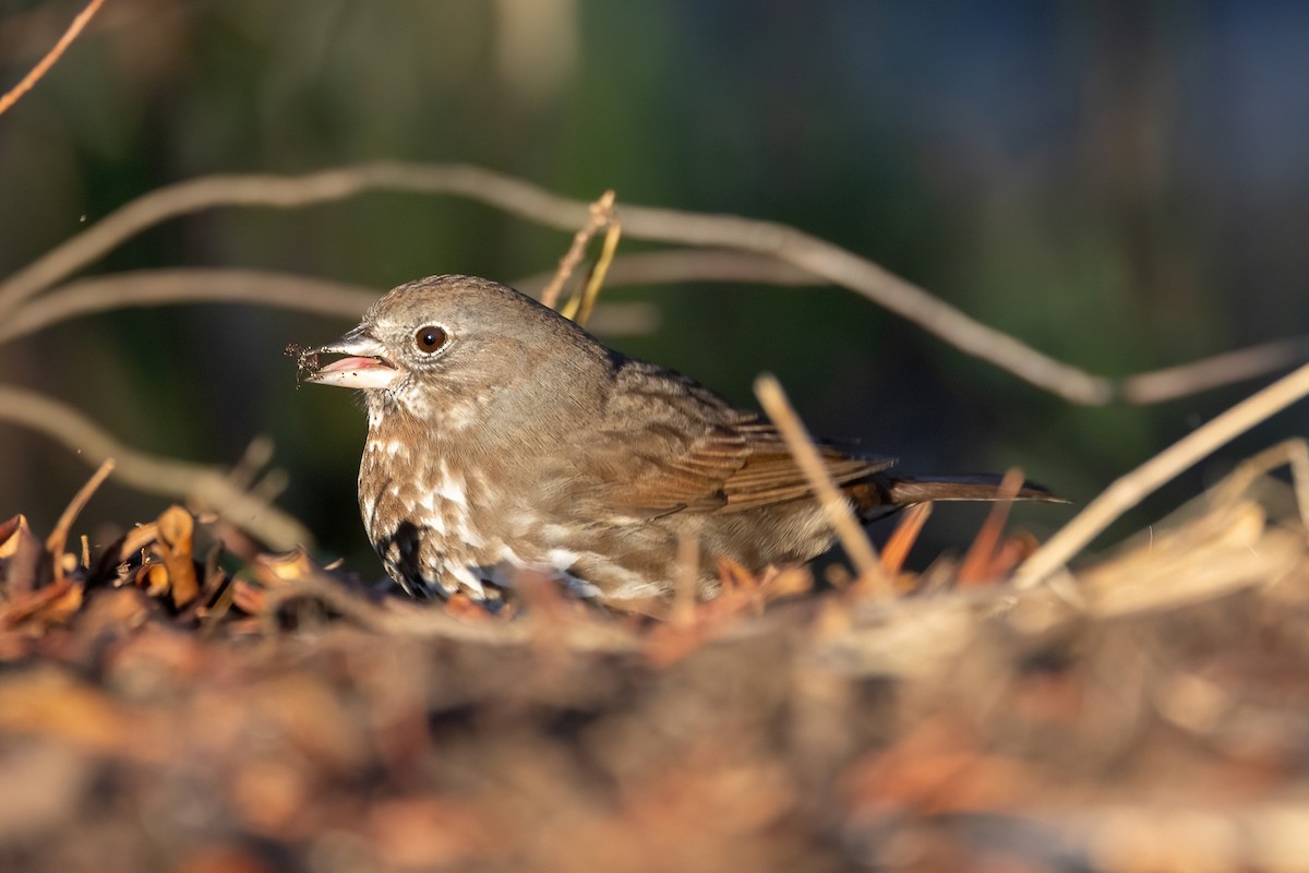 Fox Sparrow (Sooty) - ML554026521