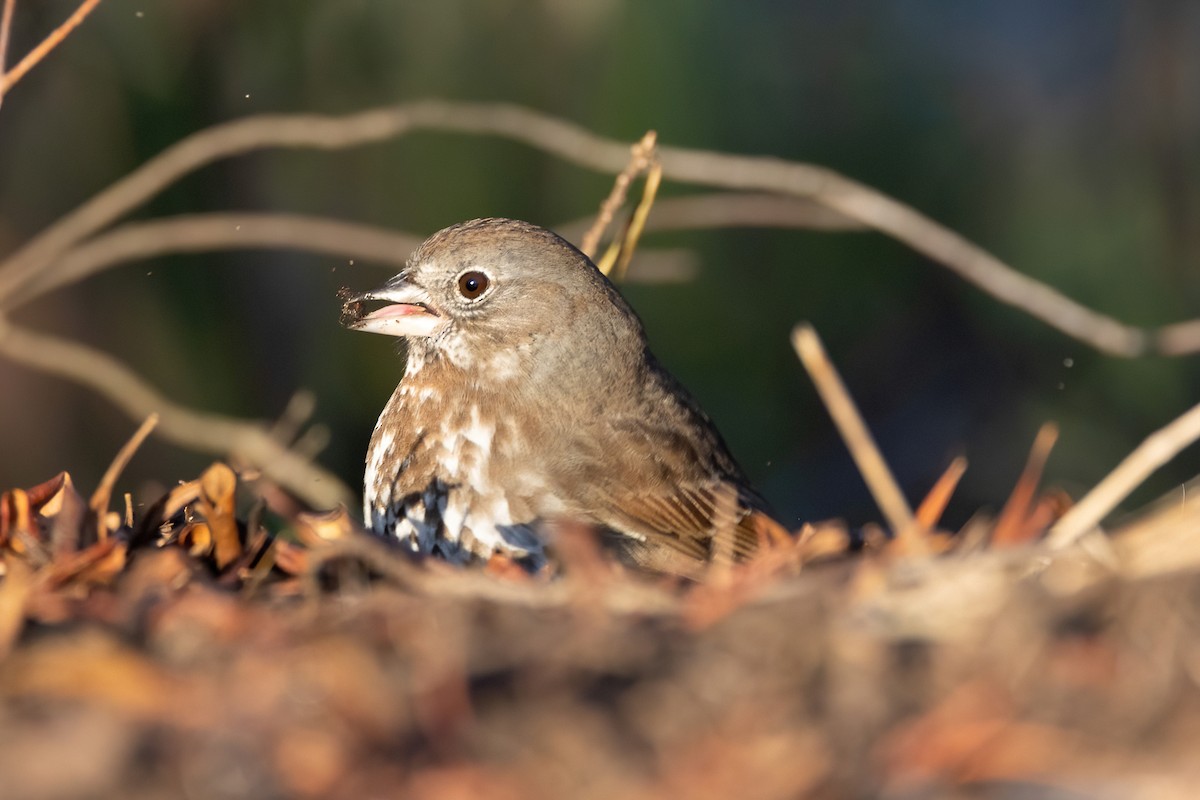 Fox Sparrow (Sooty) - ML554026531