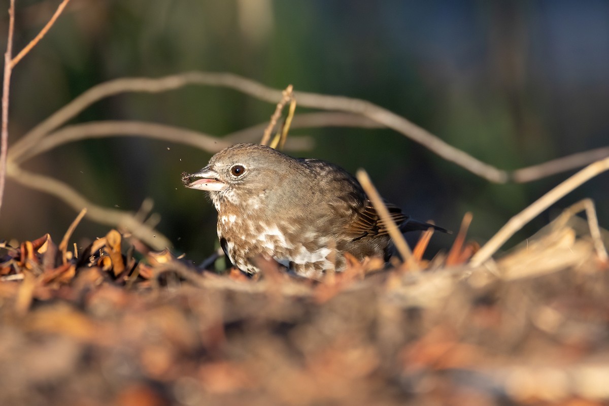 Fox Sparrow (Sooty) - ML554026541