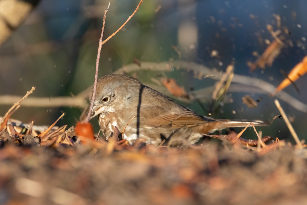 Fox Sparrow (Sooty) - ML554026551