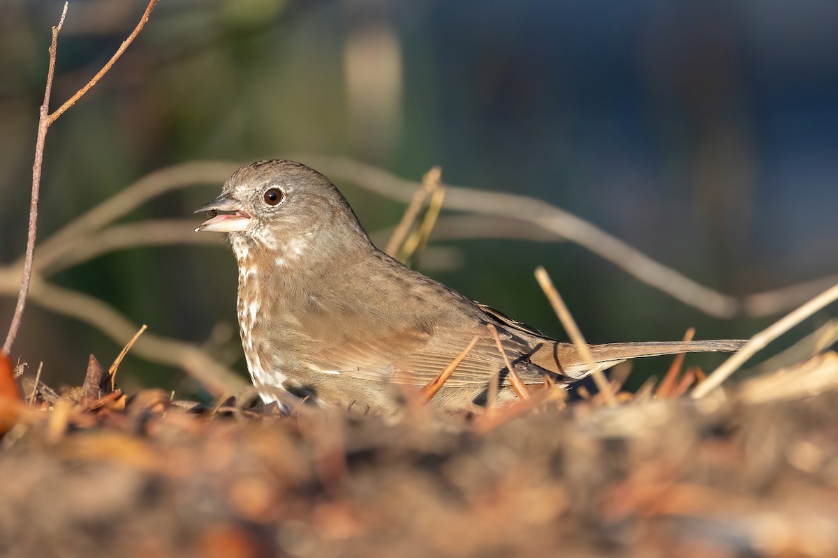 Fox Sparrow (Sooty) - ML554026561