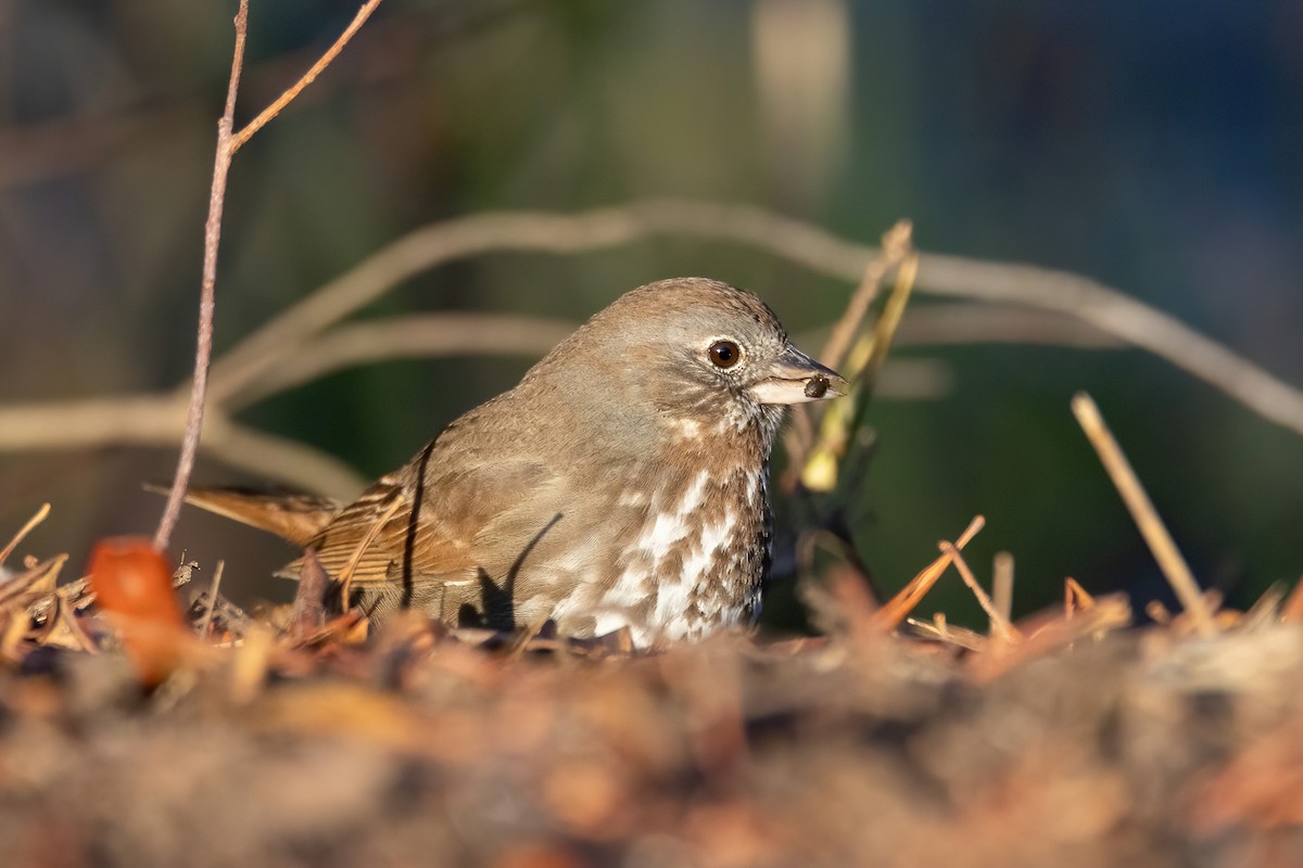 Fox Sparrow (Sooty) - ML554026581