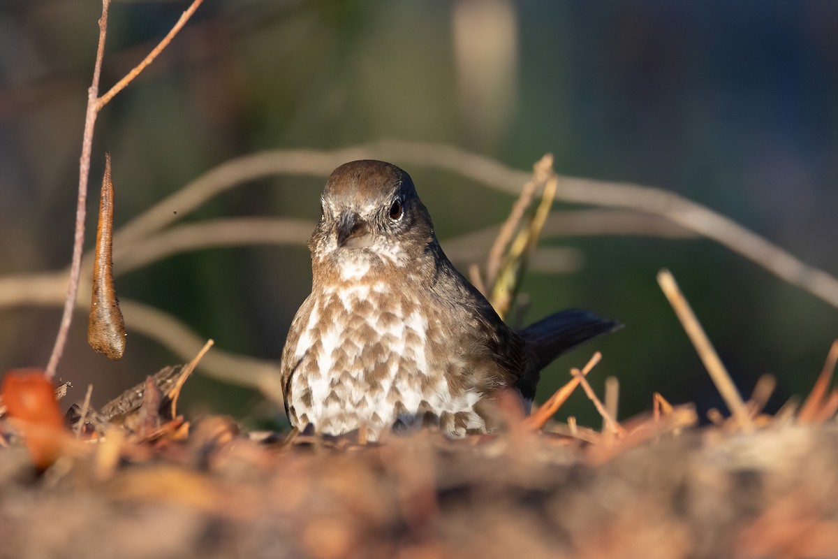 Fox Sparrow (Sooty) - ML554026591