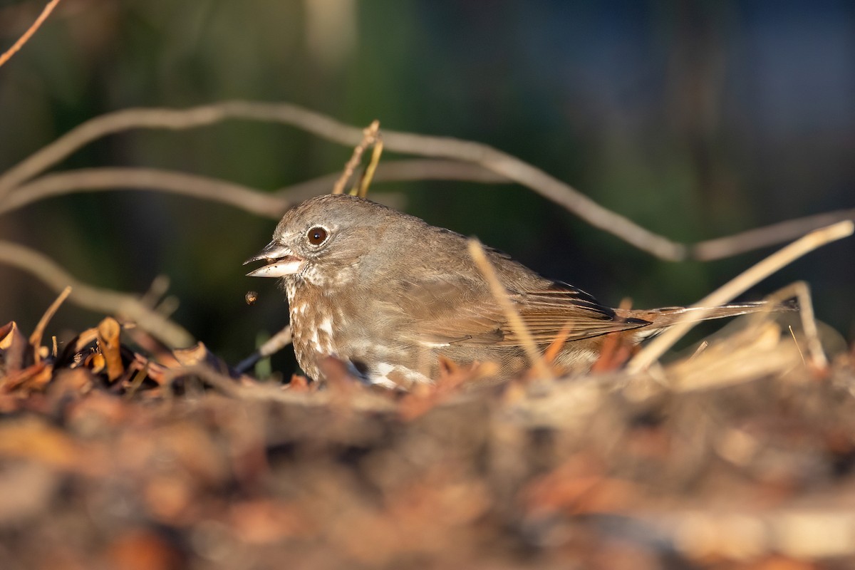 Fox Sparrow (Sooty) - ML554026611