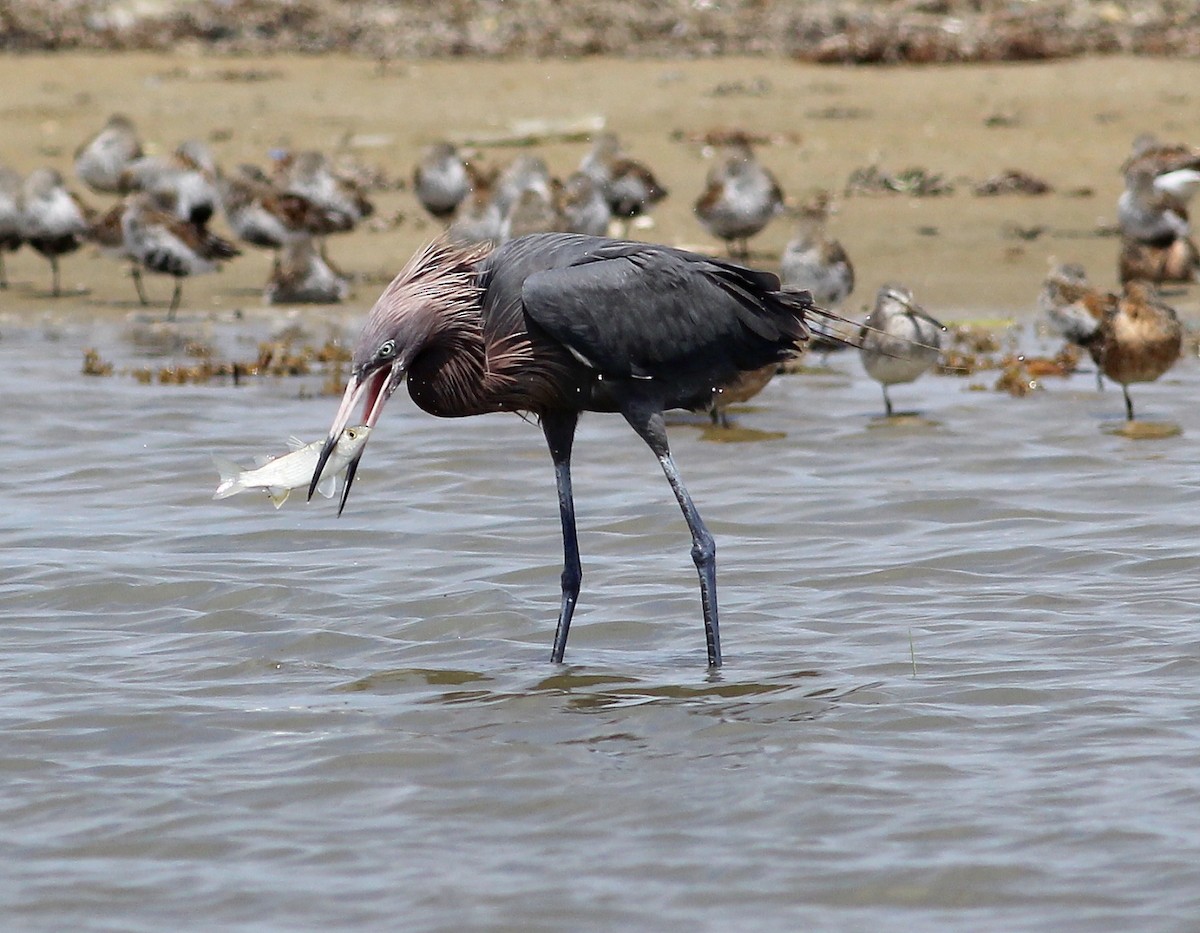 Reddish Egret - ML55402731