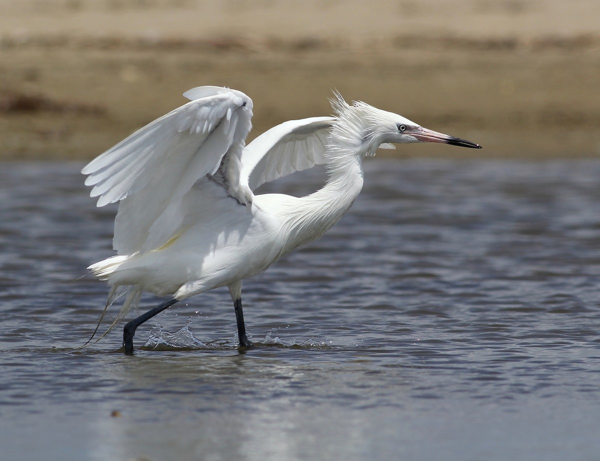 Reddish Egret - ML55402771