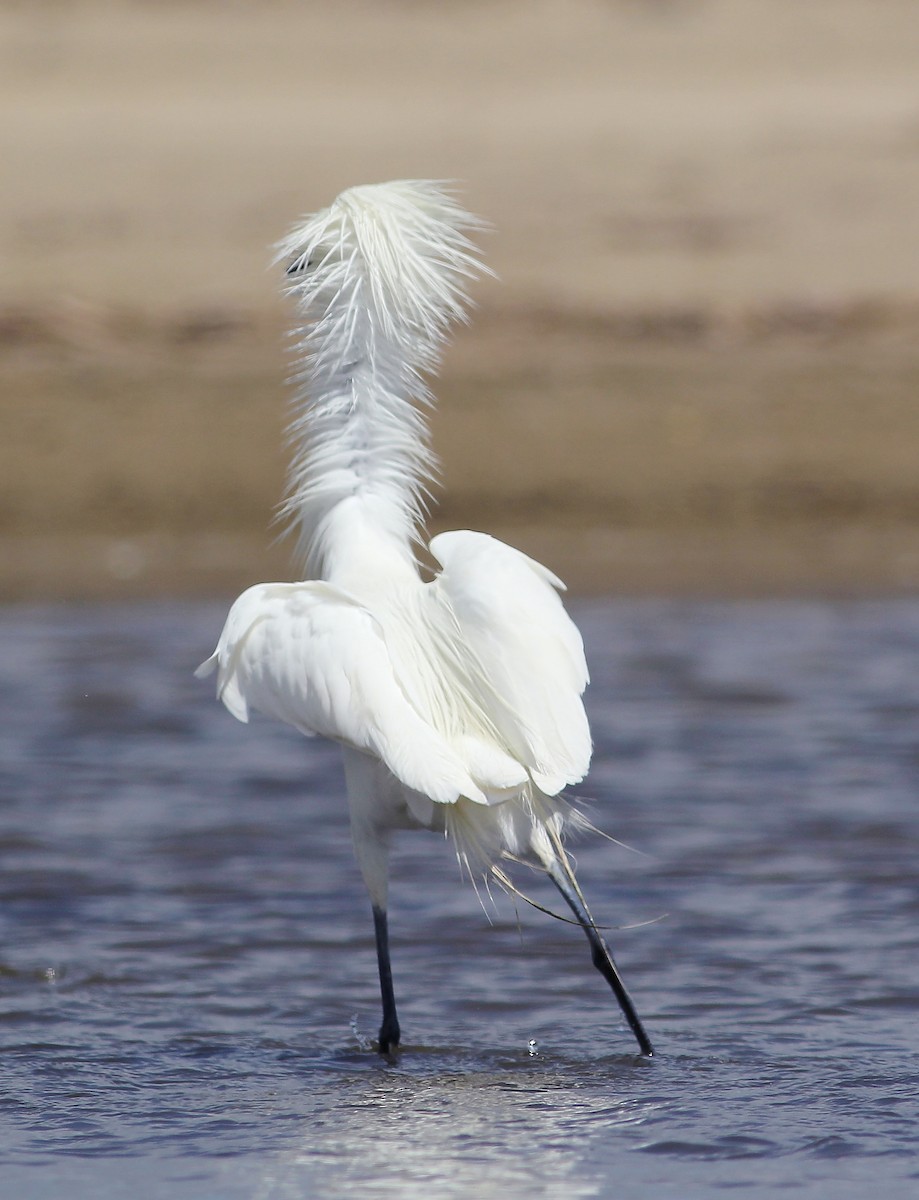 Reddish Egret - ML55402801