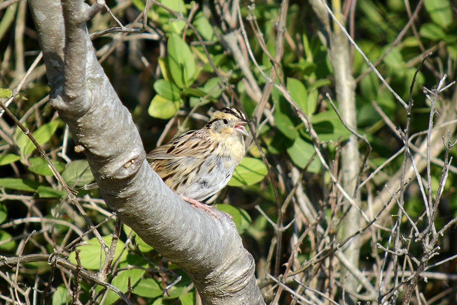 LeConte's Sparrow - ML554028171