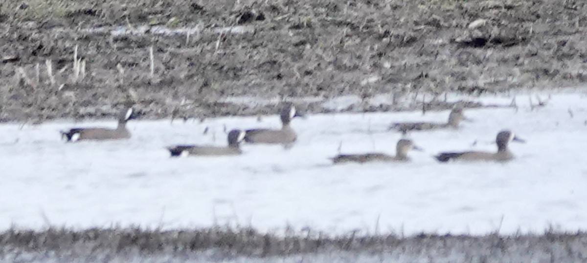 Blue-winged Teal - ML554030121