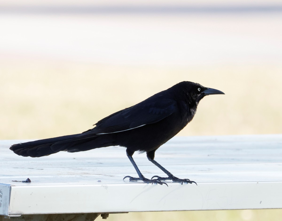 Great-tailed Grackle - ML554030681