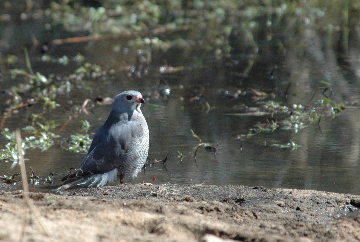 Lizard Buzzard - ML554030951