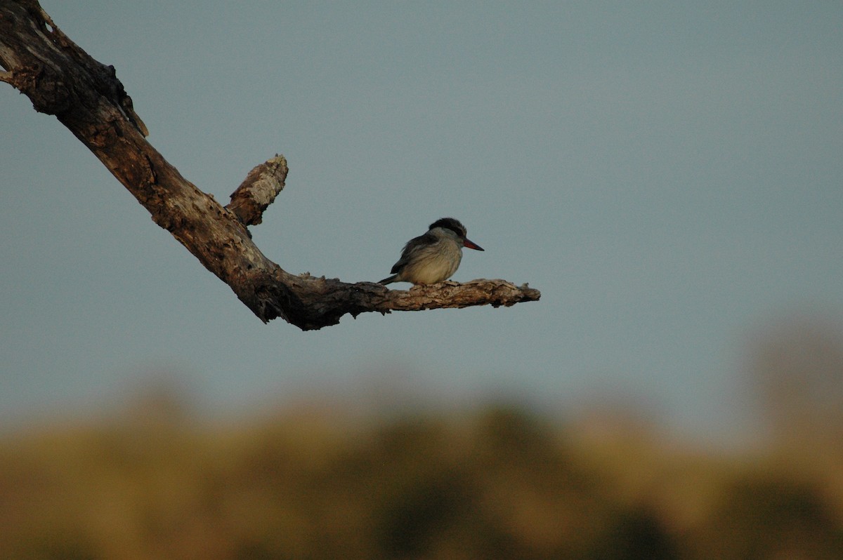 Martin-chasseur à tête brune - ML554030971