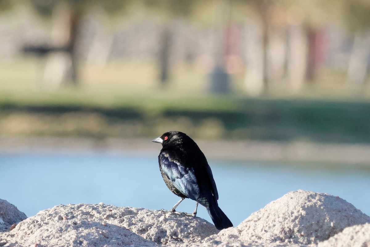 Bronzed Cowbird - ML554031831