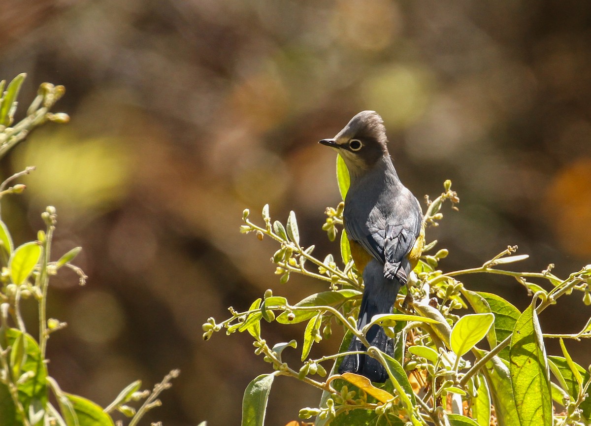 Gray Silky-flycatcher - ML554032101