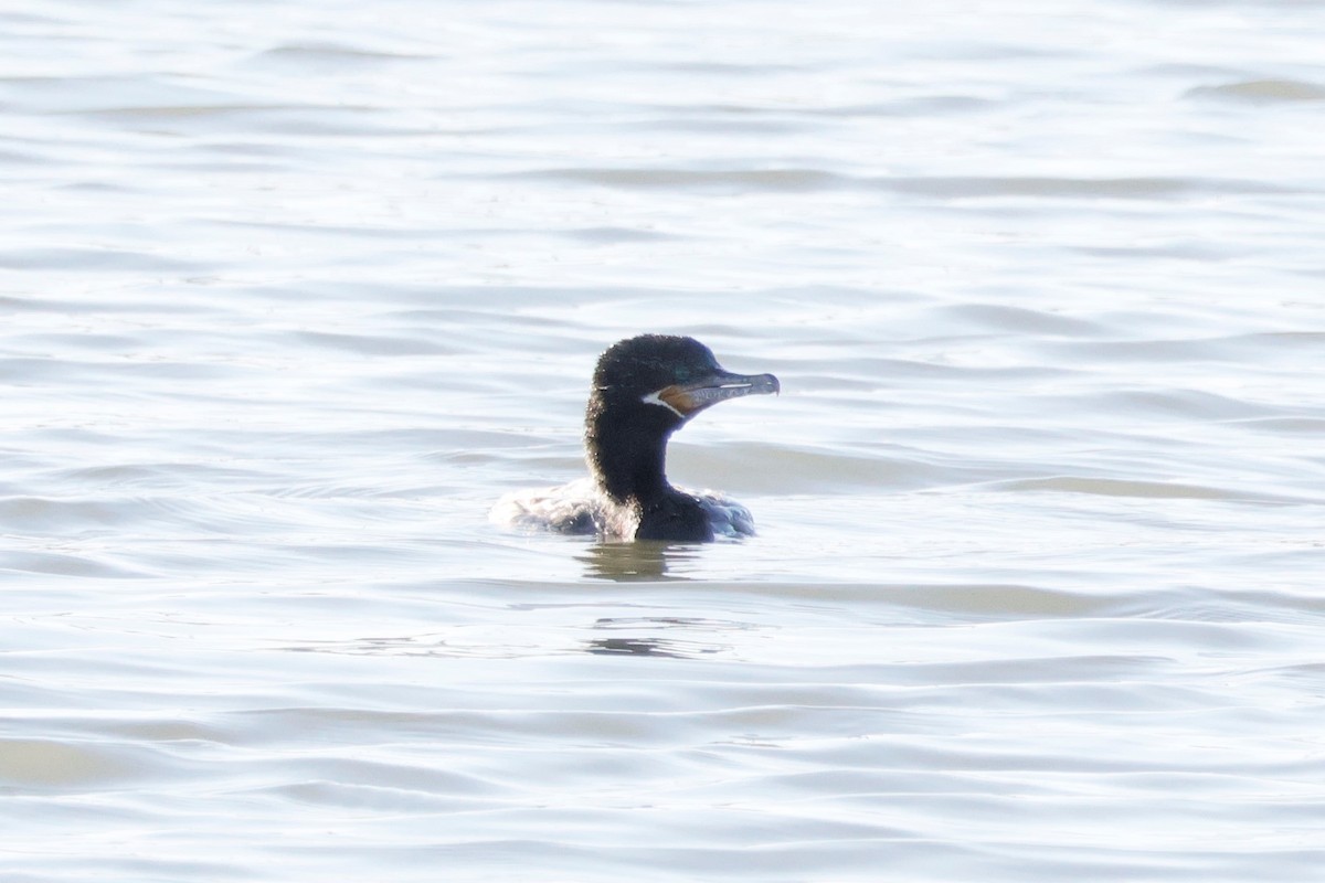 Neotropic Cormorant - ML554032191