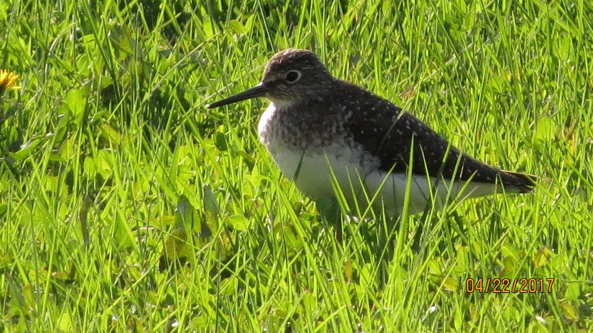 Solitary Sandpiper - suzanne pudelek