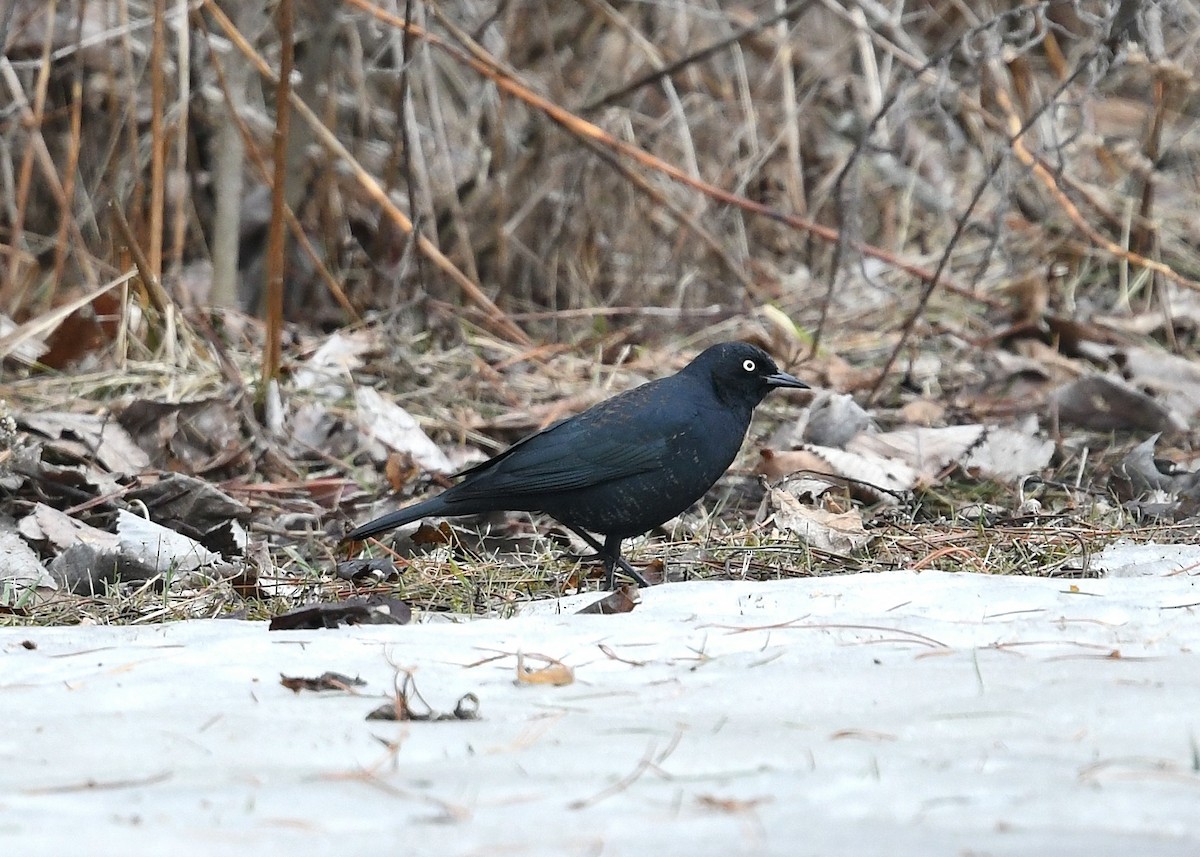 Rusty Blackbird - Gary Chapin