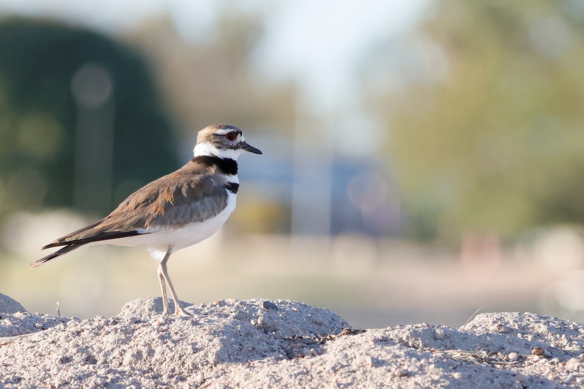 Killdeer - Brian Kaufman