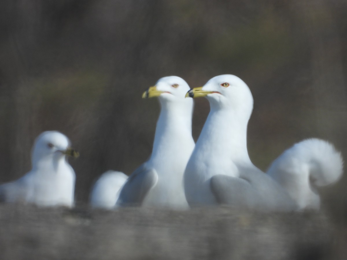 Ring-billed Gull - ML554033491