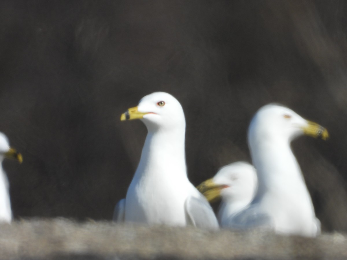 Ring-billed Gull - ML554033531