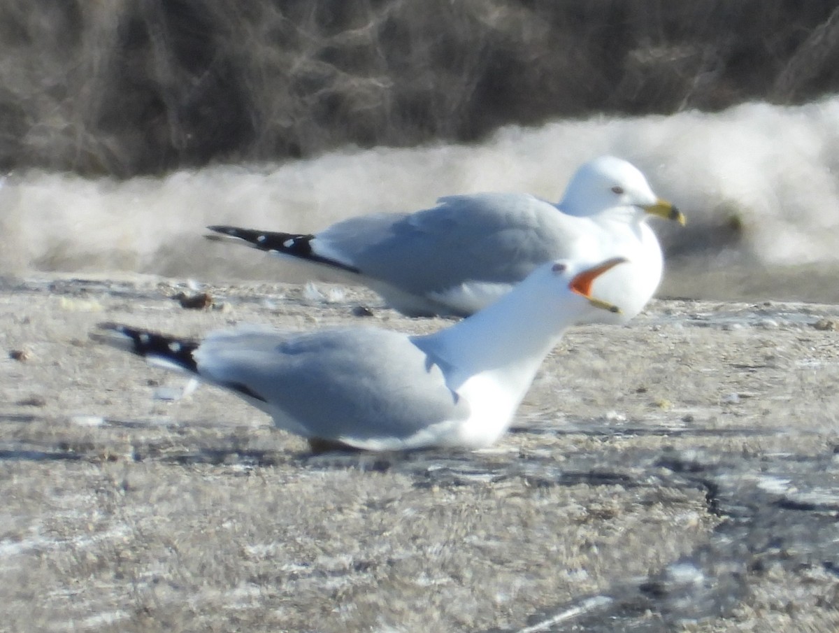 Ring-billed Gull - ML554033551
