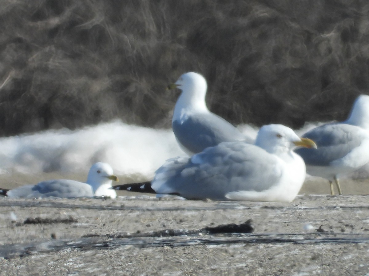 American Herring Gull - ML554033581