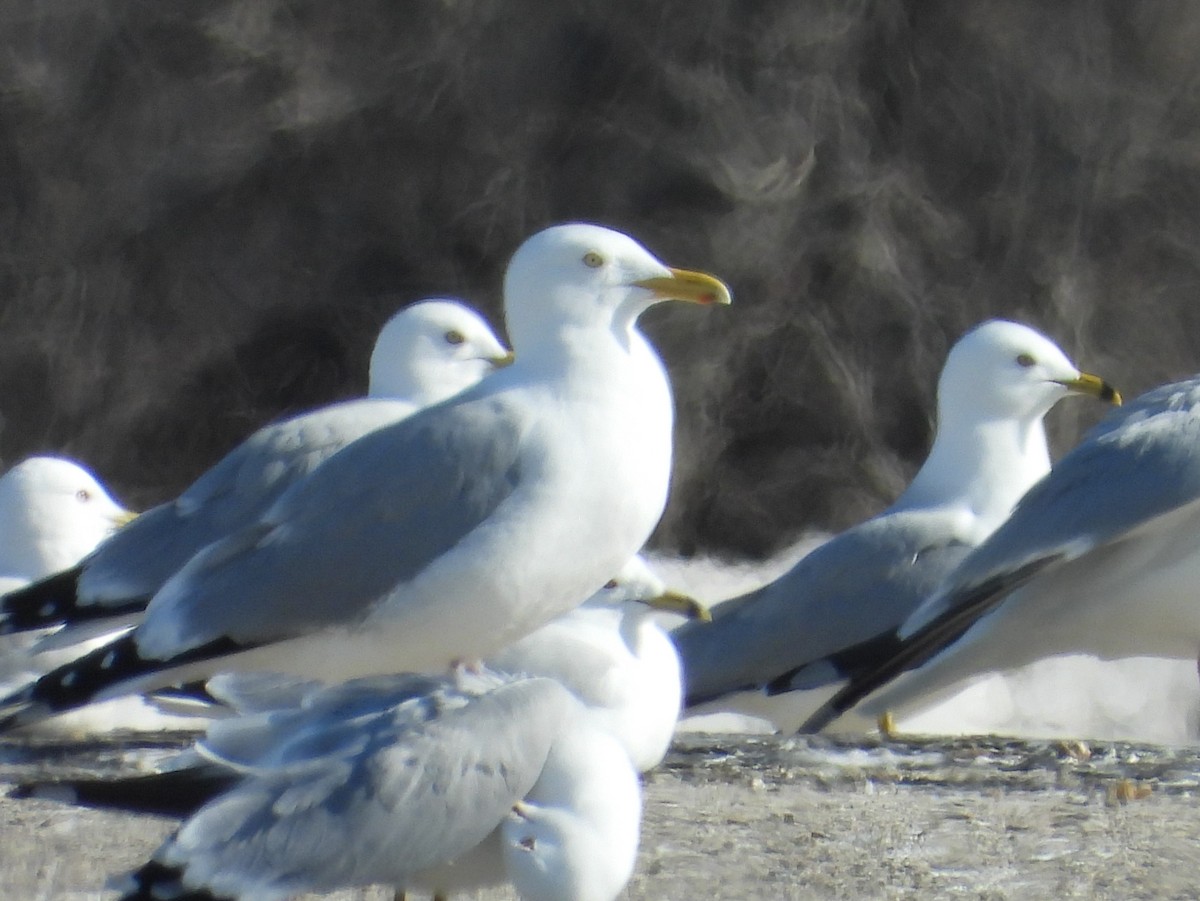 American Herring Gull - ML554033591