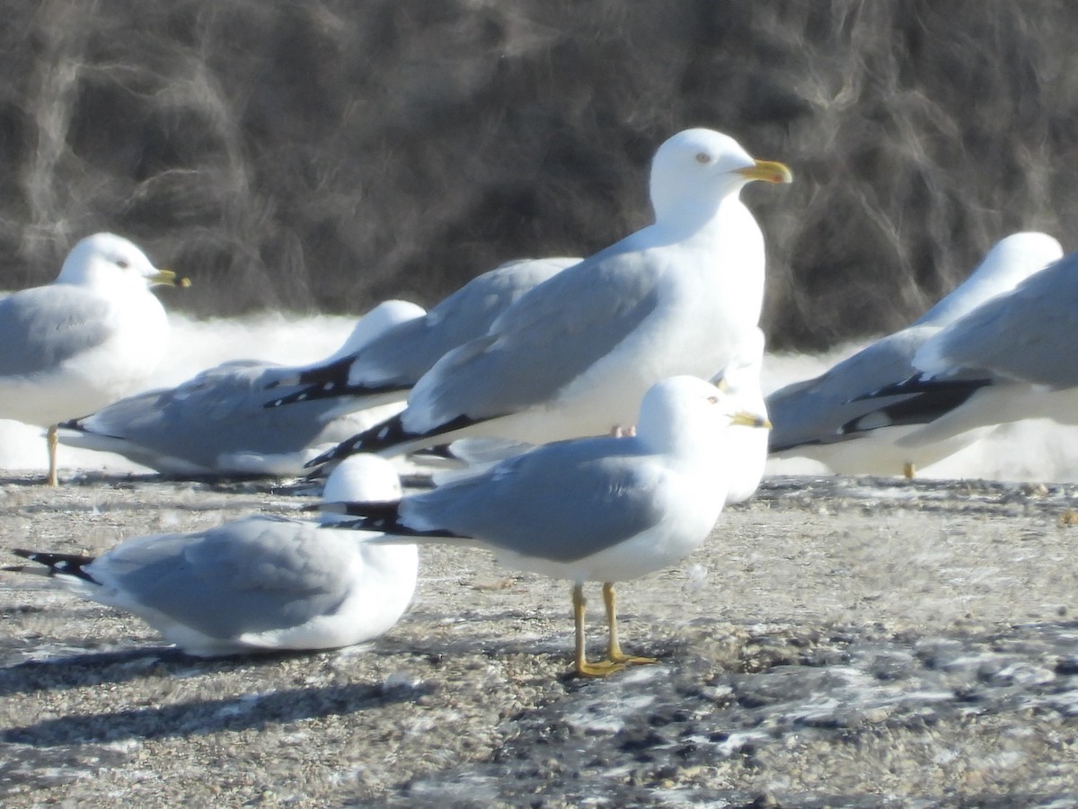 American Herring Gull - ML554033611