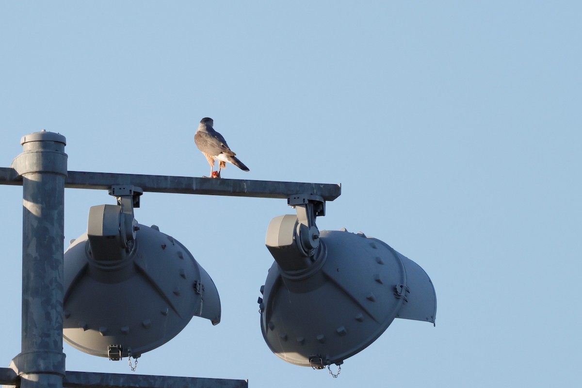 Cooper's Hawk - ML554034261