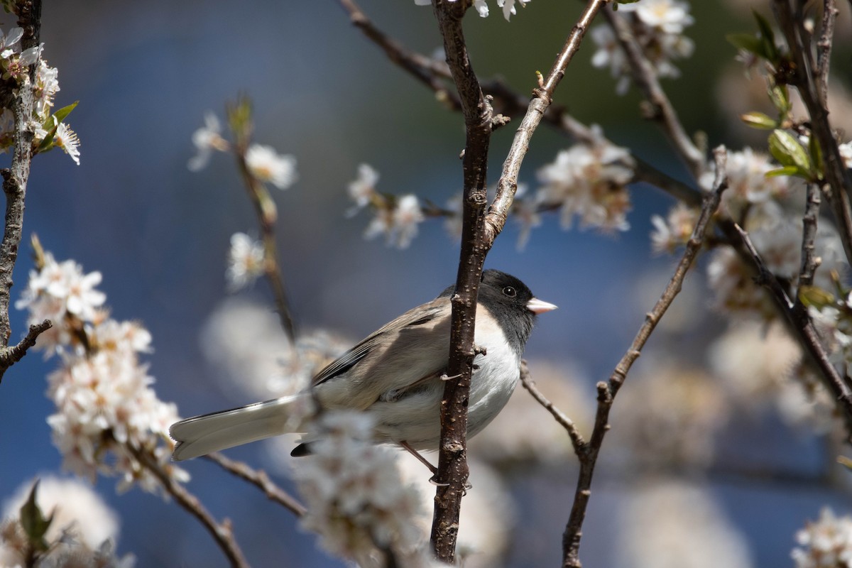 Dark-eyed Junco - ML554034551