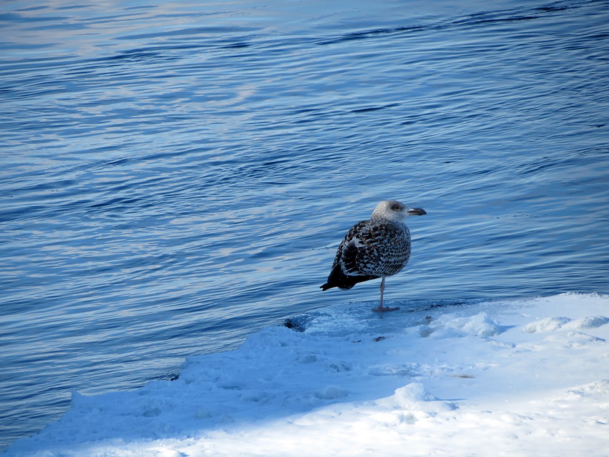 Great Black-backed Gull - ML554034711