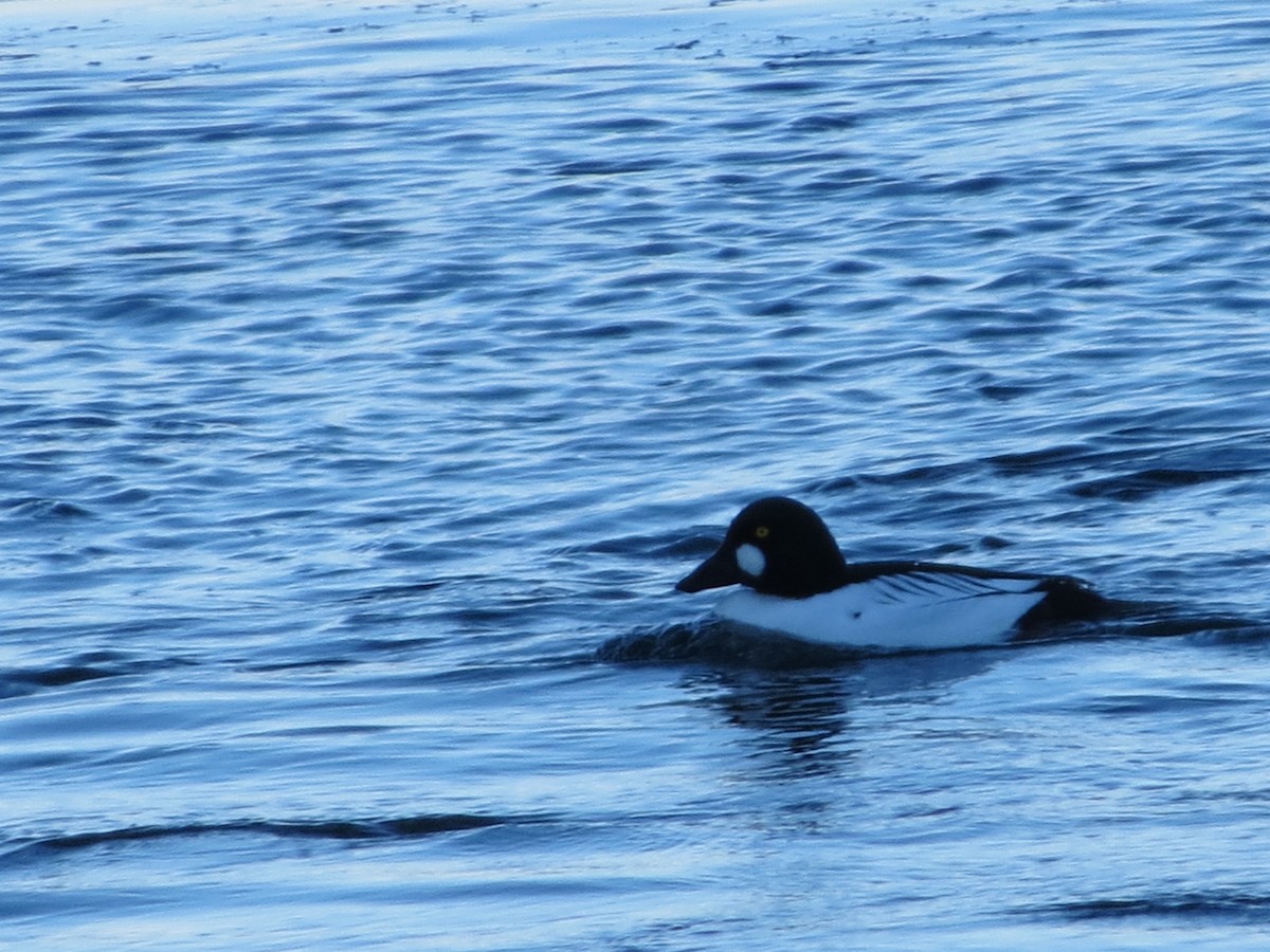 Common Goldeneye - ML554034851