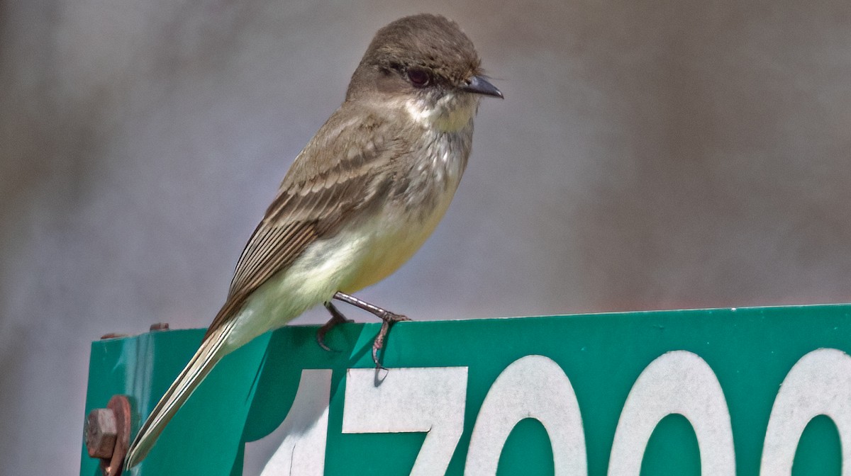 Eastern Phoebe - ML554035531