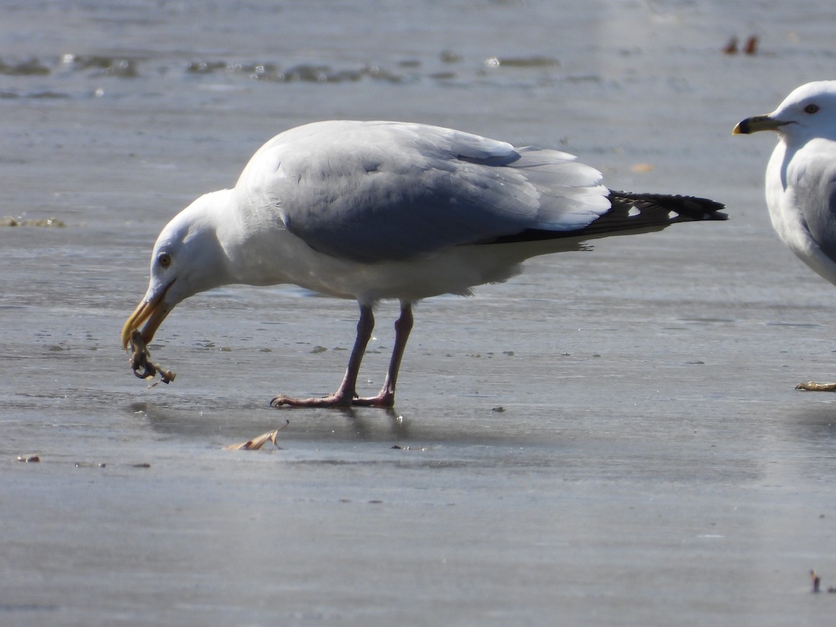 Herring Gull - Matthew Thompson