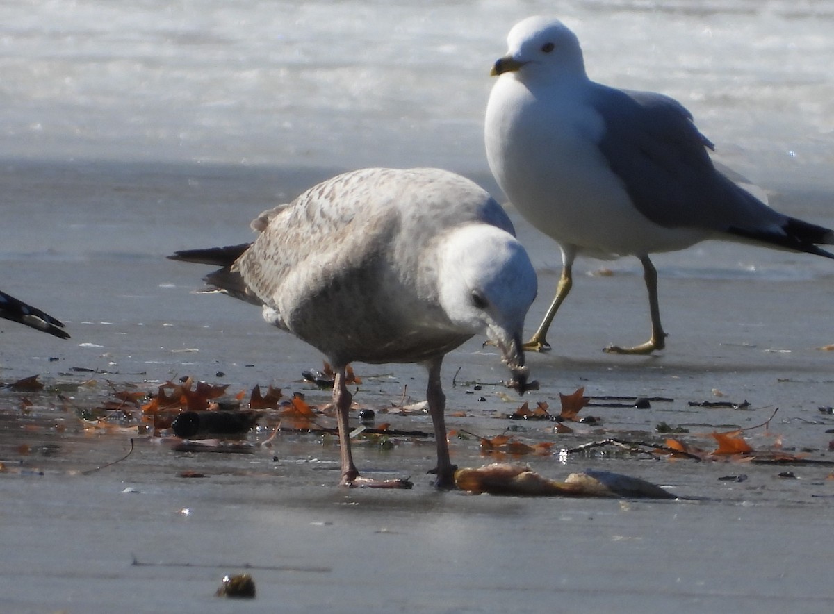 Herring Gull - ML554036681