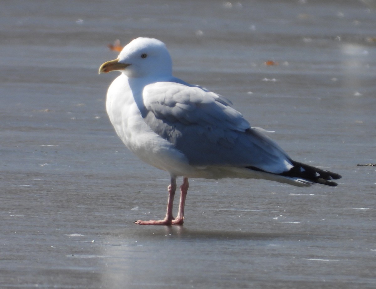 Herring Gull - Matthew Thompson