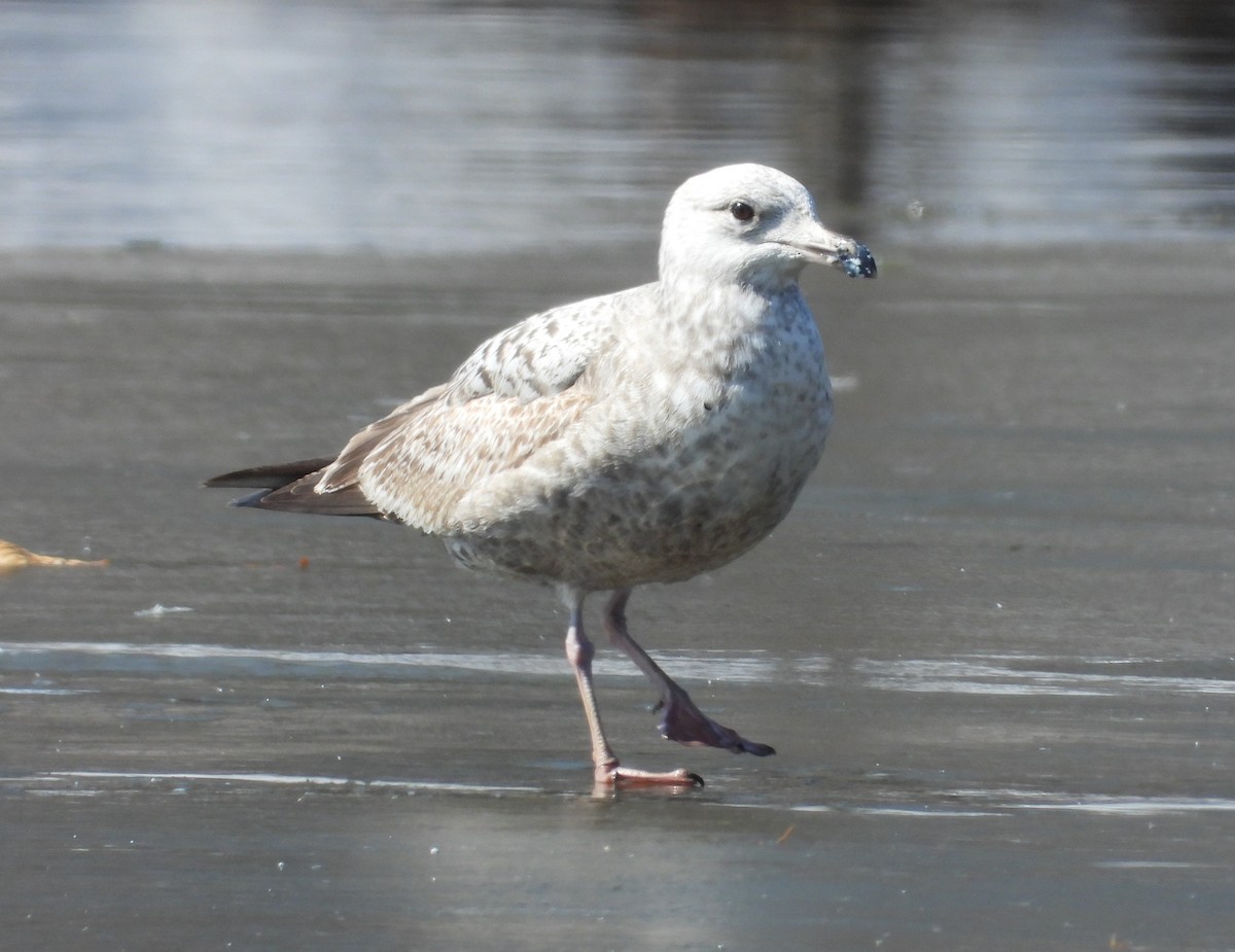 Herring Gull - ML554036761