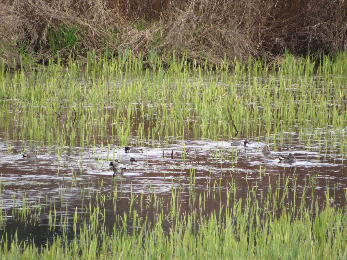 Green-winged Teal - ML554038201