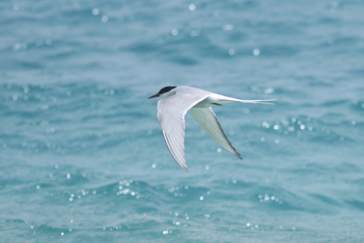 Arctic Tern - ML55403821