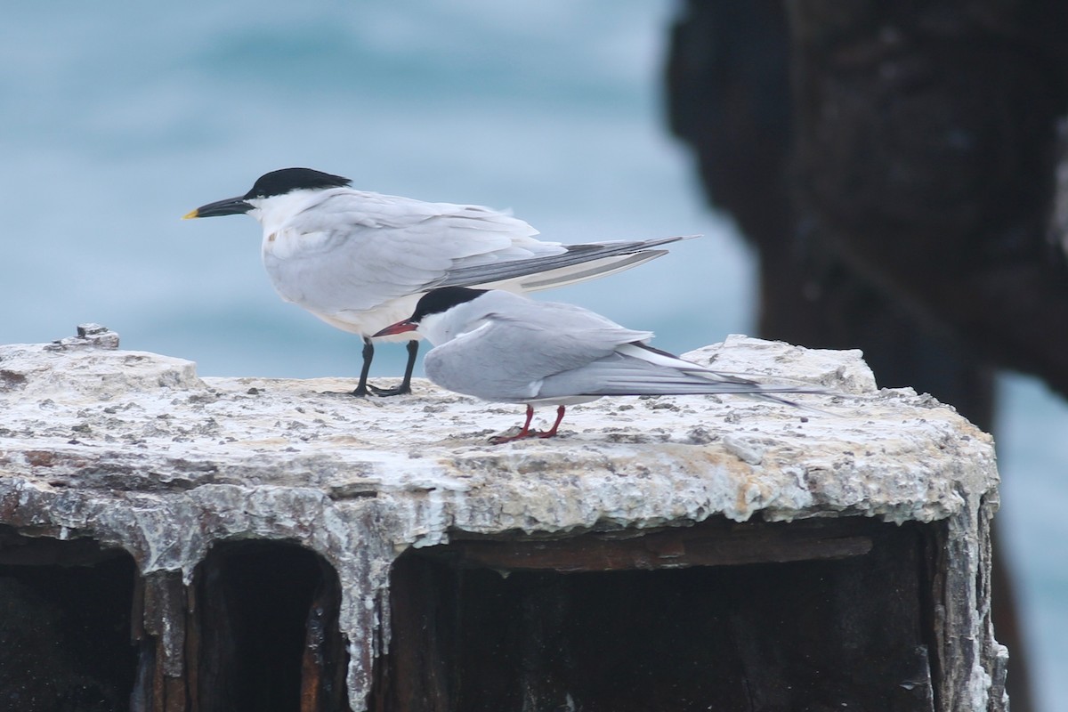 Arctic Tern - ML55403831