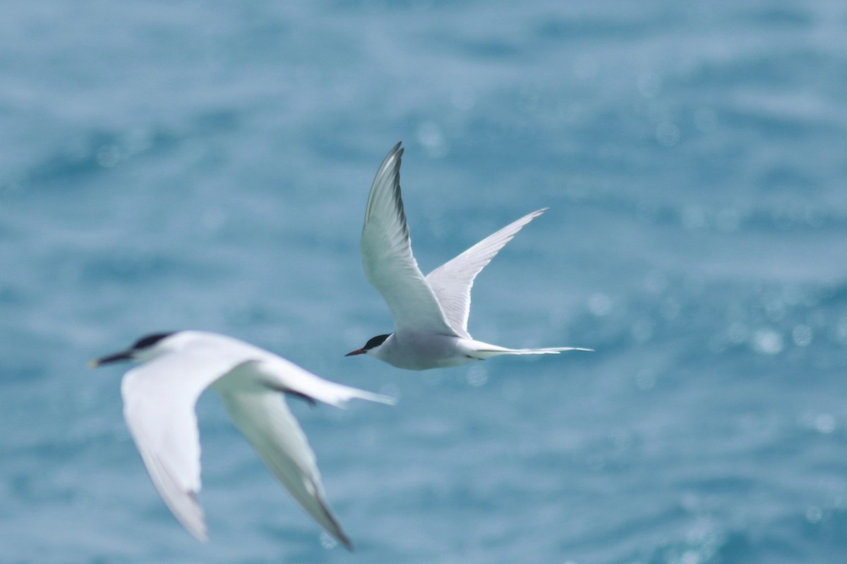 Arctic Tern - ML55403861