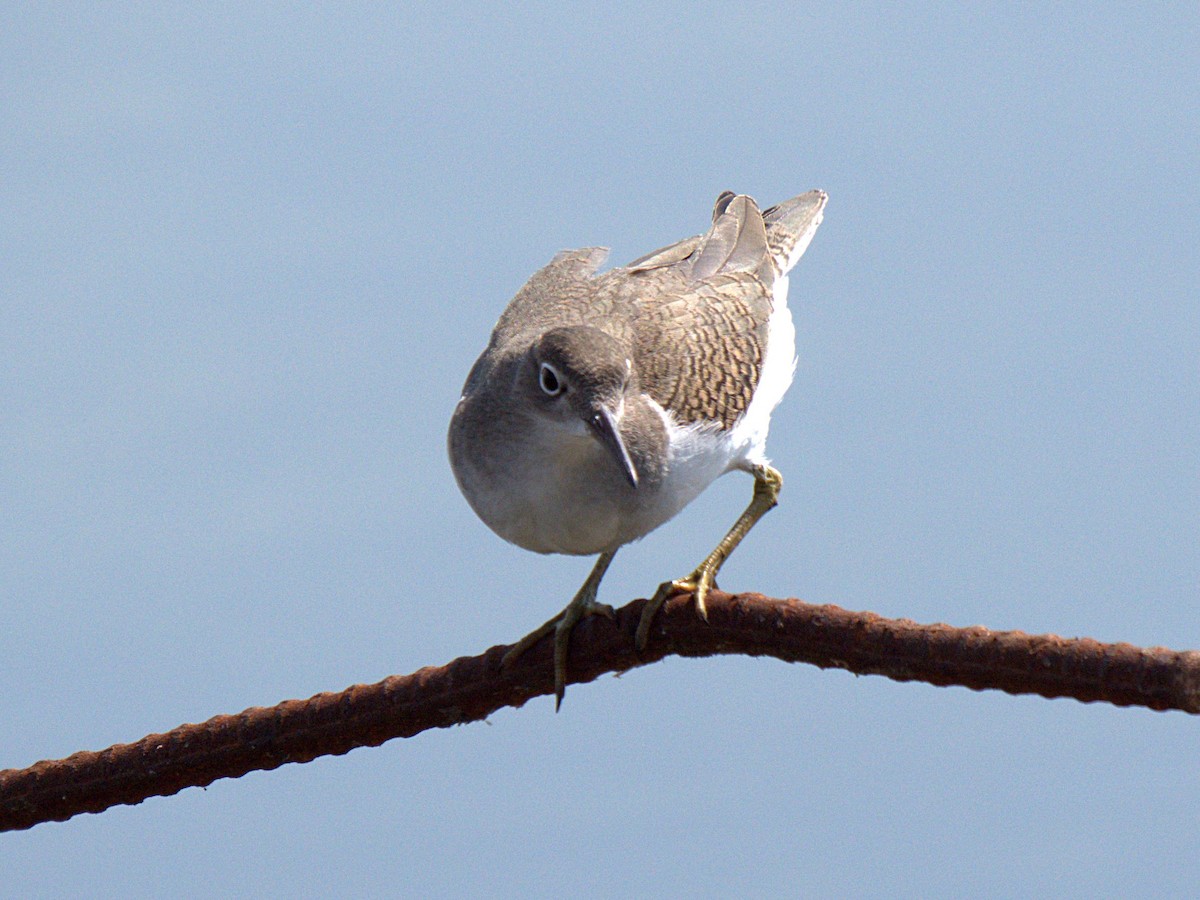 Spotted Sandpiper - ML554038781