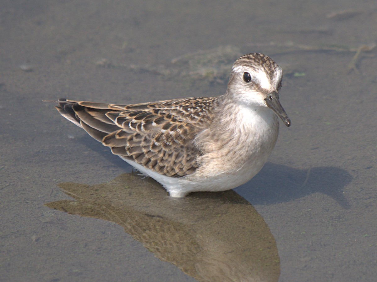 Semipalmated Sandpiper - ML554038941