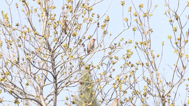 Bohemian Waxwing - ML554039041