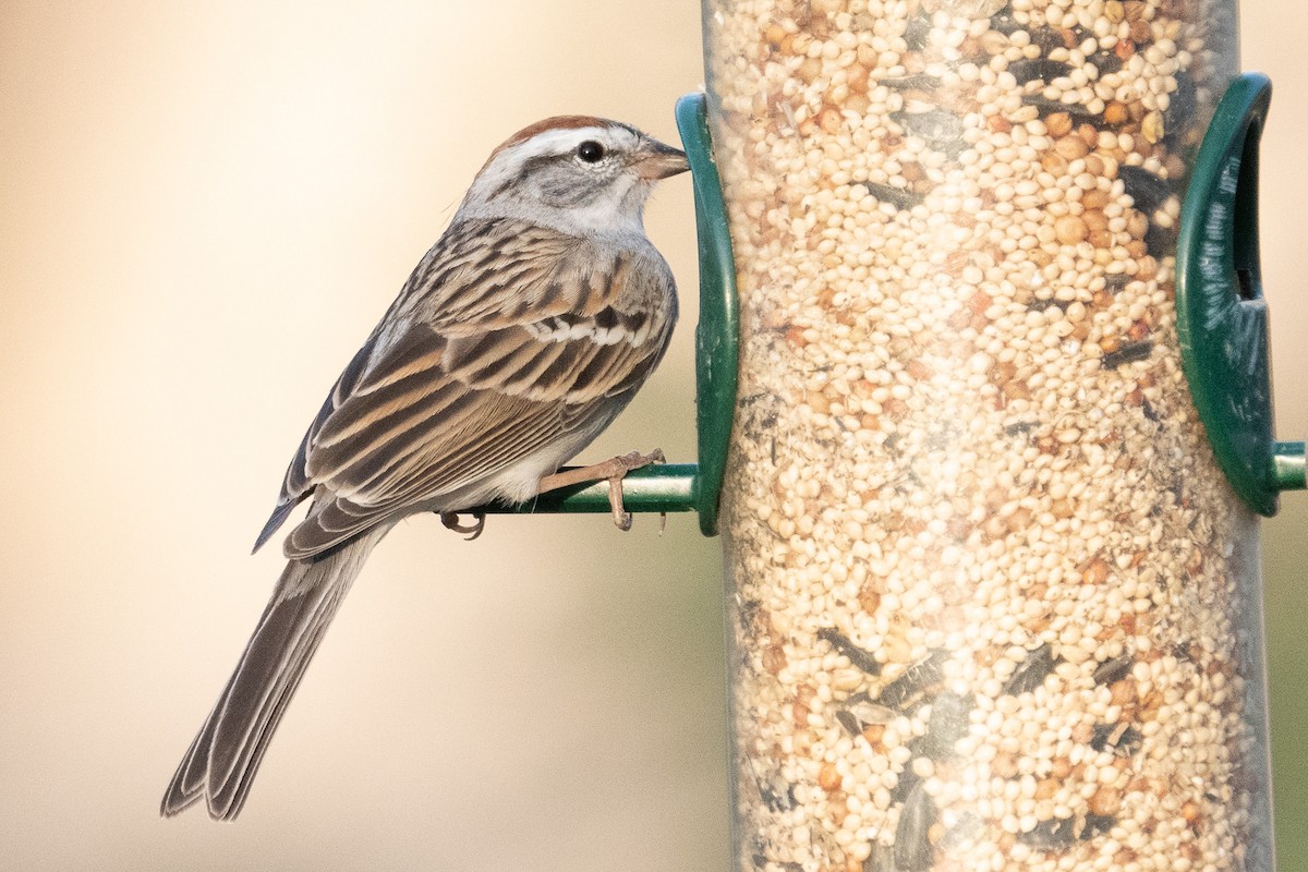 Chipping Sparrow - ML554039231