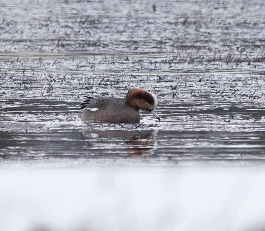 Eurasian x American Wigeon (hybrid) - dave koehler