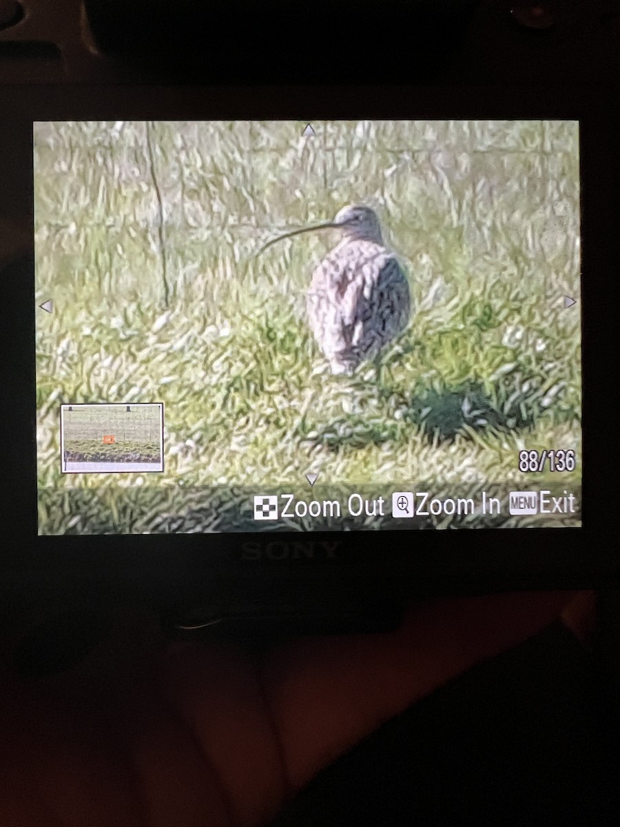 Long-billed Curlew - ML554040441