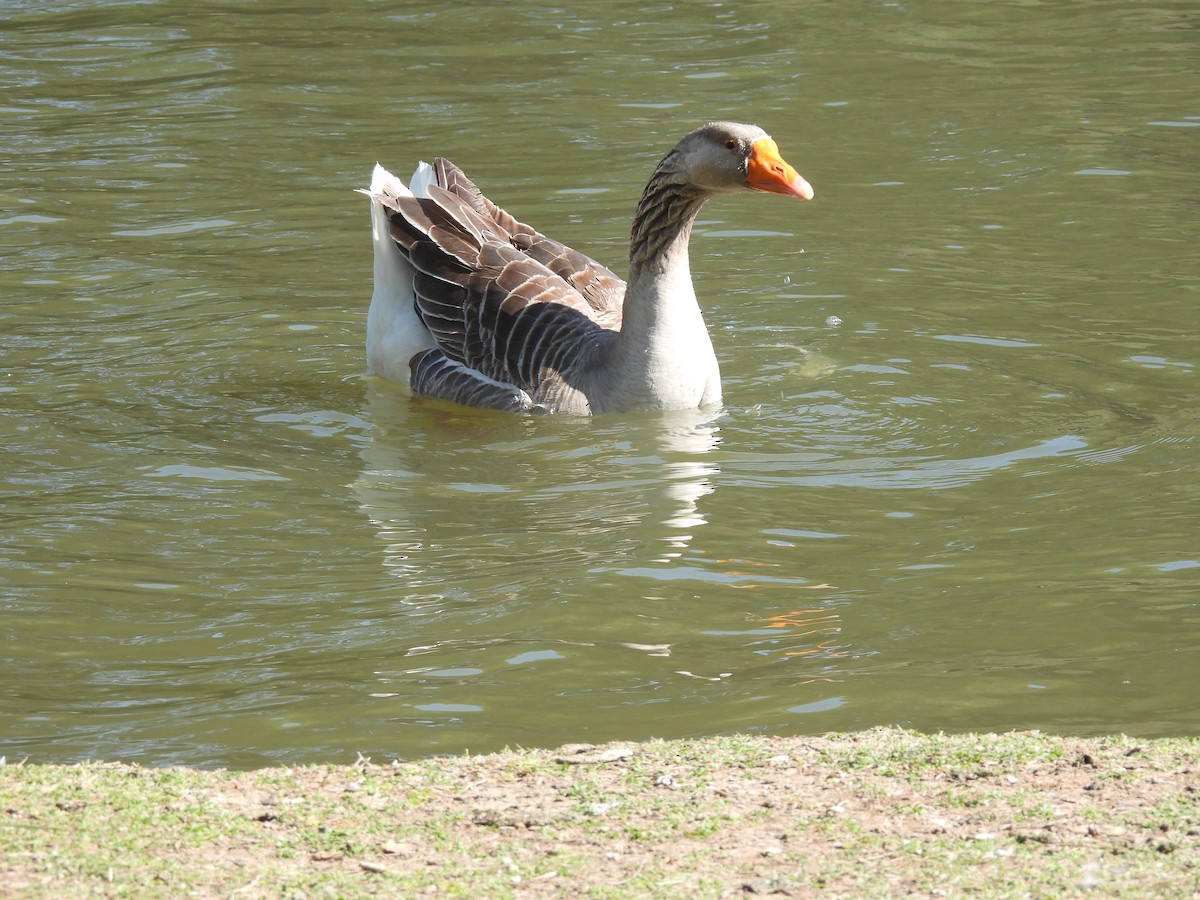 Graylag Goose (Domestic type) - ML554040681