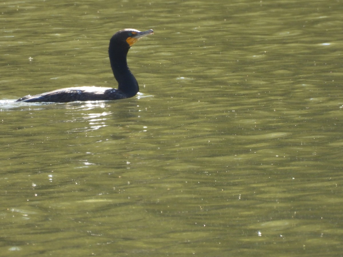 Double-crested Cormorant - ML554041771