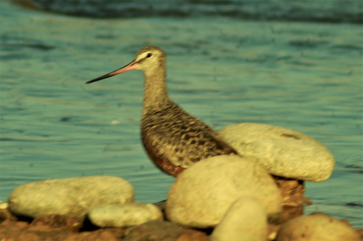 Hudsonian Godwit - ML554041781